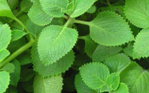 Hướng dẫn sử dụng thuốc long đờm cho trẻ sơ sinh an toàn, hiệu quả 