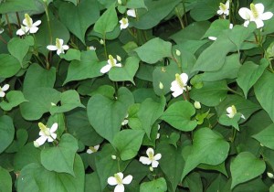 “Giải mã” bí ẩn rau diếp cá chữa ho có đờm