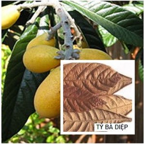 Chữa viêm VA cho bé bằng thuốc nam